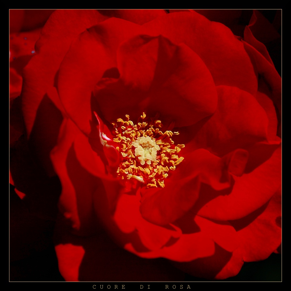 C U O R E   D I   R O S A