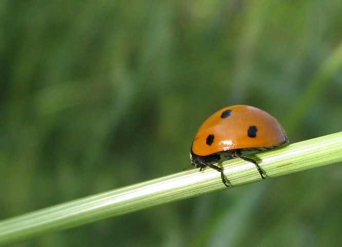 My ladybug