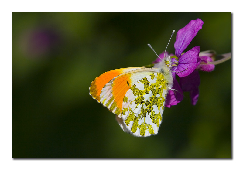 Anthocaris cardamines m