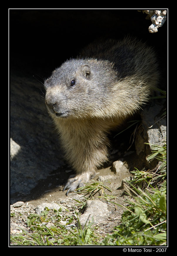 Marmotta