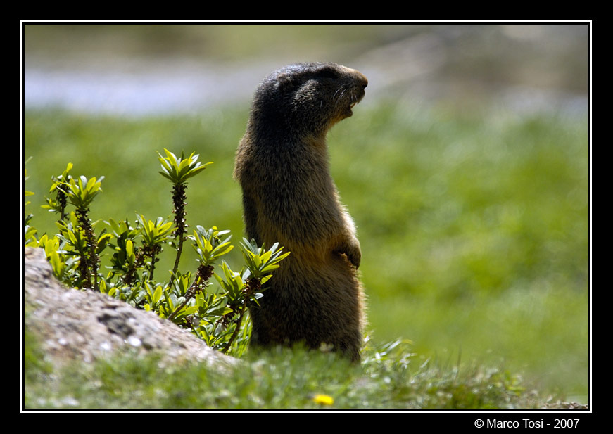 Marmotta 2