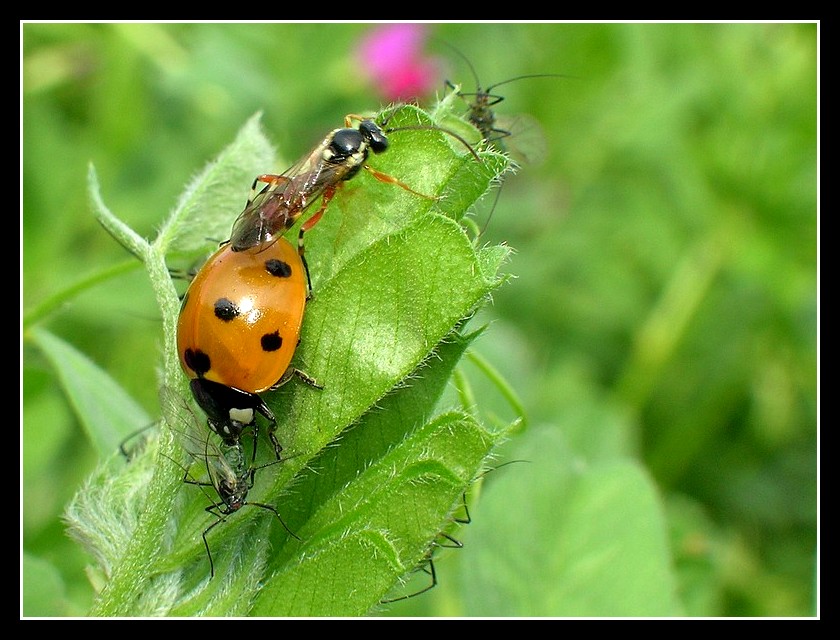 Rispetti la fila per favore!
