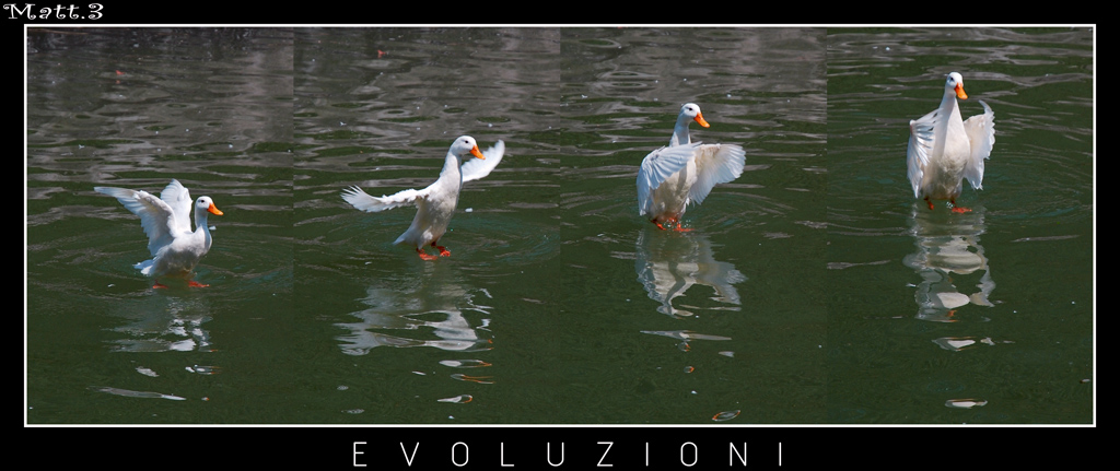 Evoluzioni