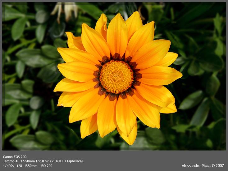 Gazania