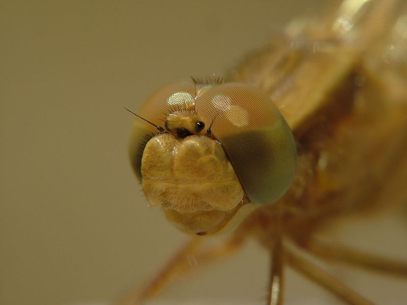 guardami negli occhi...ma quali????