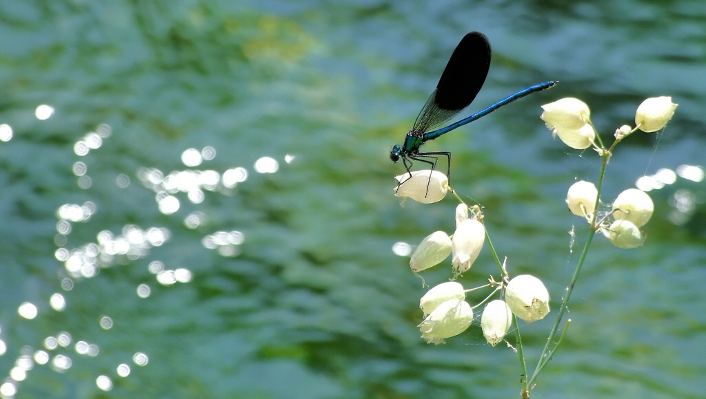 Libellula e riflessi