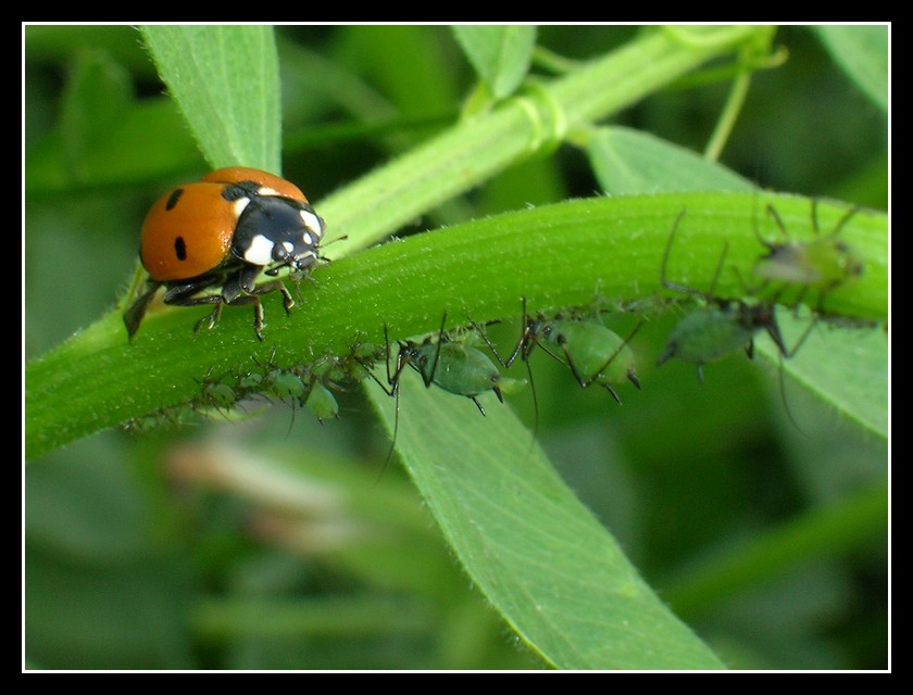 Coccy al supermercato...