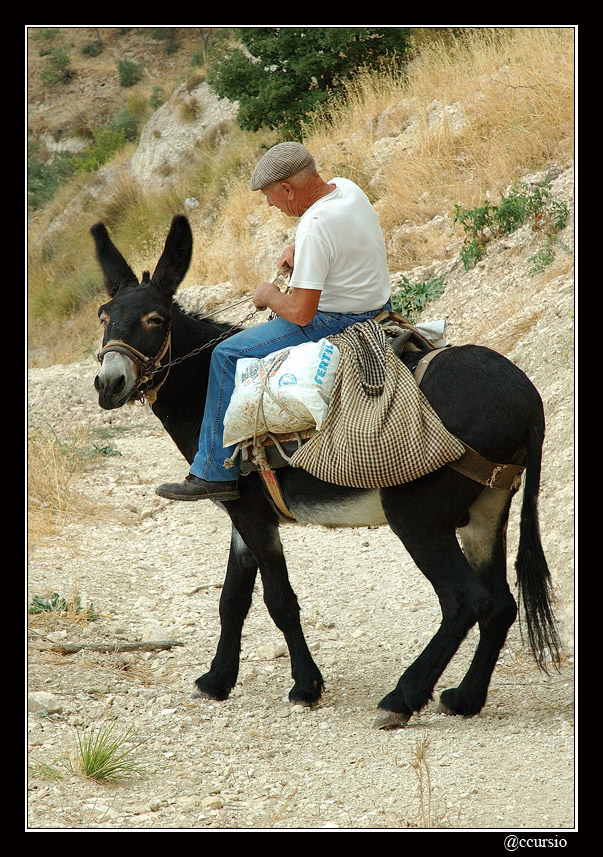 "Acchia Scicareddu meu"