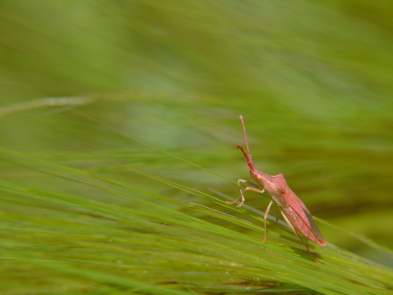 nel verde del mare....mi metto a surfare...