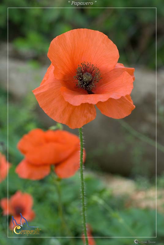 Papavero