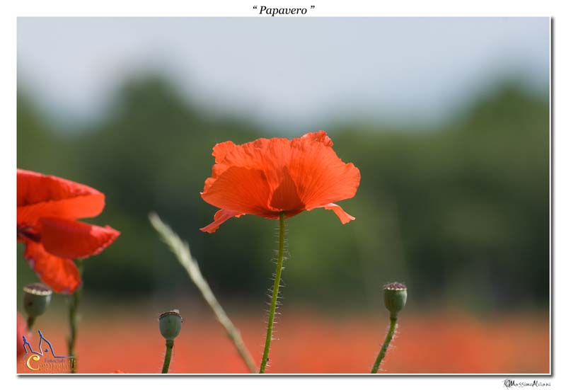 Ancora Papavero