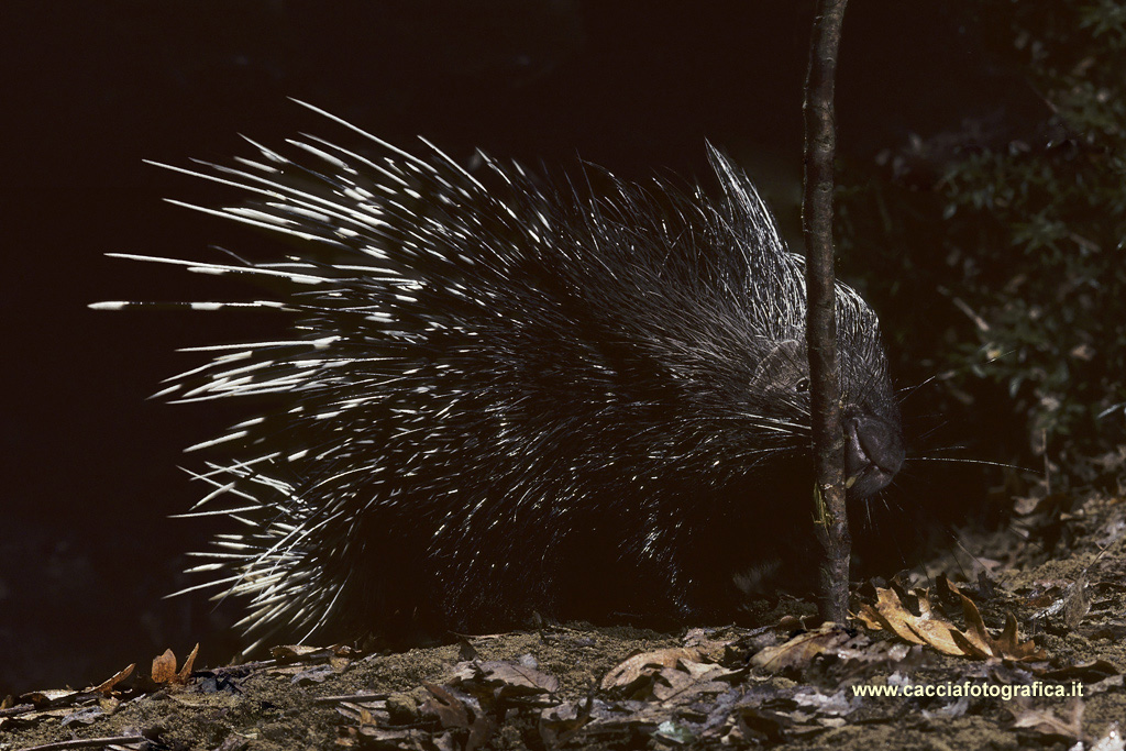 Istrice (Hystrix cristata)