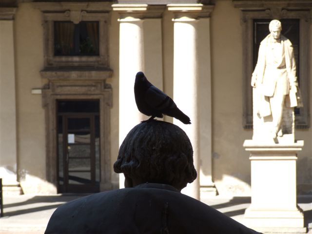 accademia di brera: piccione