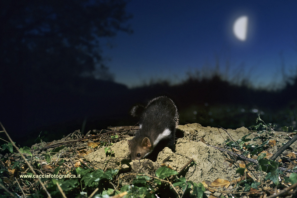 Faina (Martes foina)