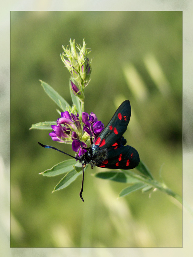 Sar� mica allergica????