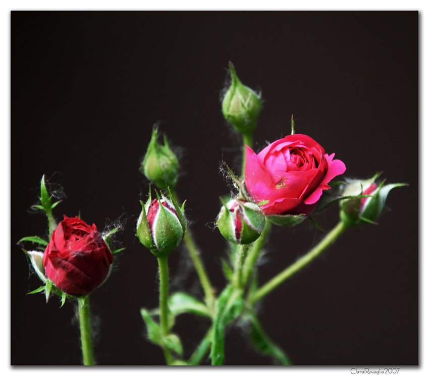 All'ombra.... delle fanciulle in fiore