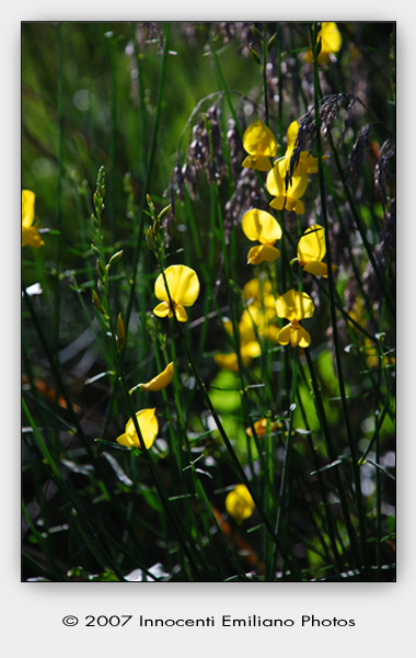 Ginestra in controluce