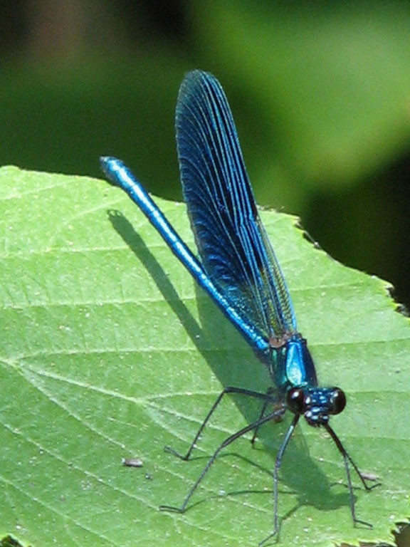 libellula