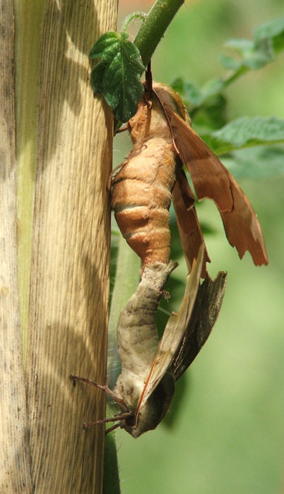 love is in the air...