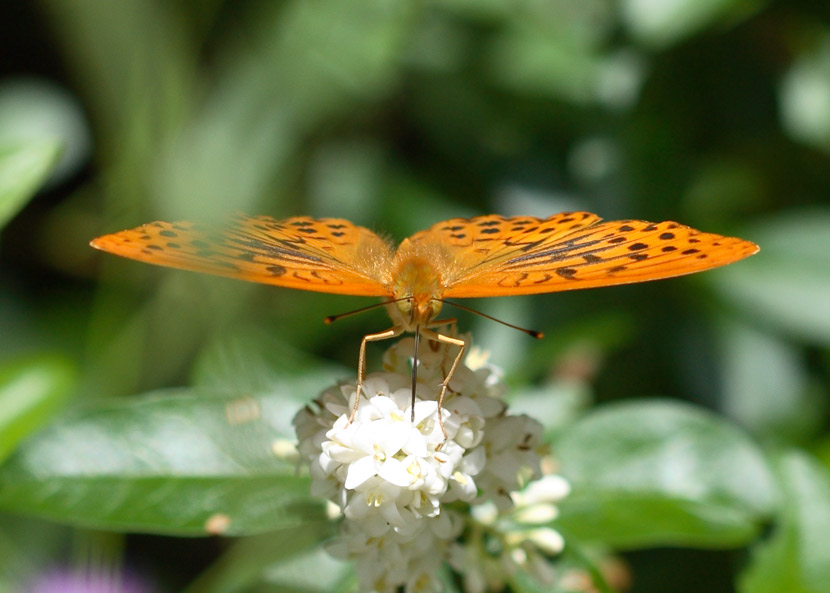 Arginnide - vista frontale