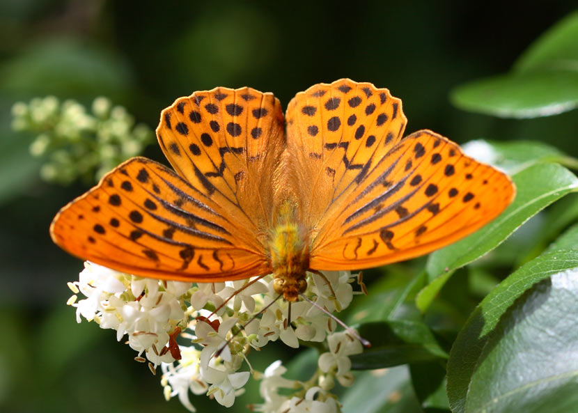 Arginnide - dall'alto