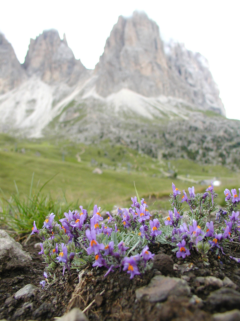 Al cospetto di sua maesta