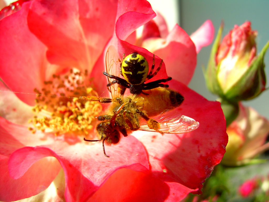 preda e predatore...