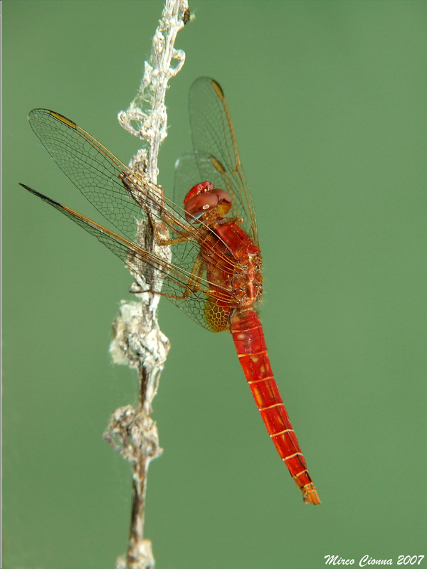 Libellula rossa