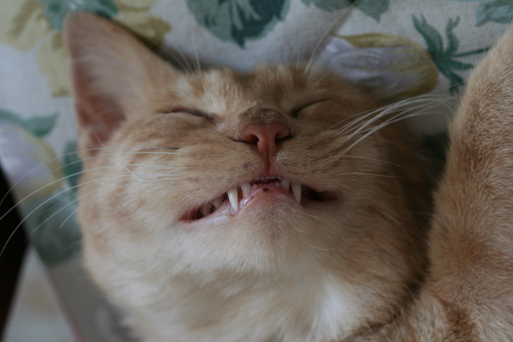 Cisss...e famme sta foto!