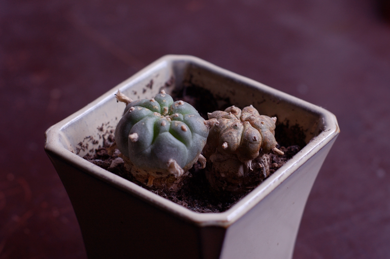 ti dico solo che peyote vuol dire "carne degli dei"