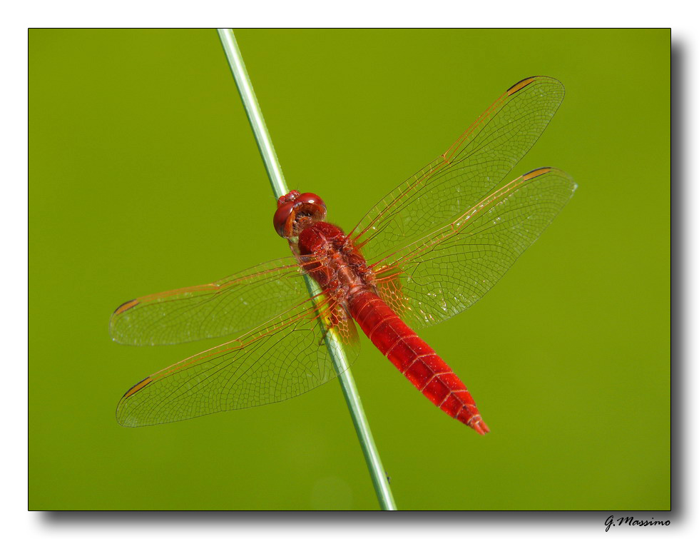 Red Dragonfly