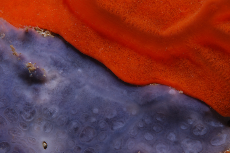 La guerra delle spugne