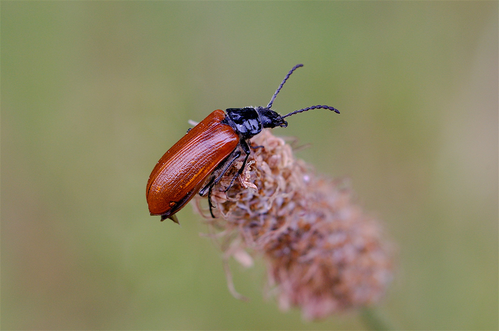Acrobazie di coleottero