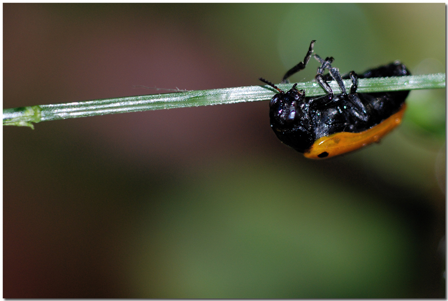 Cadoooooo.....per� stavolta mi aggrappo forte!
