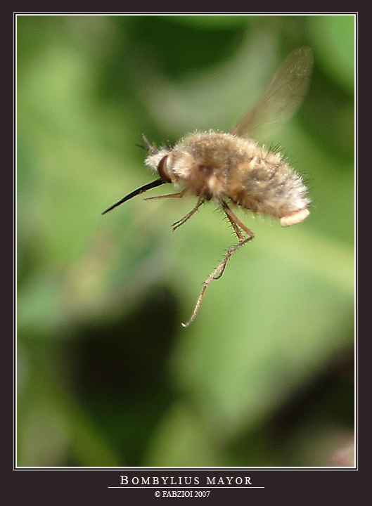 BOMBYLIUS MAYOR (In volo)