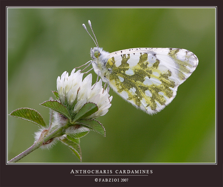 ANTHOCHARIS CARDAMINES FEMALE........ CONTROLUCE