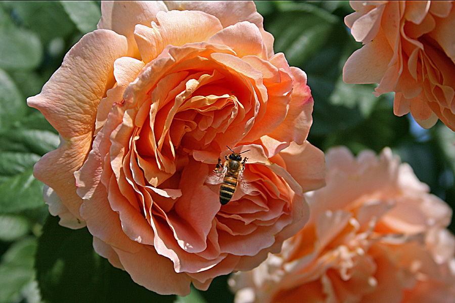 APE IN ATTESA sospensione souspance