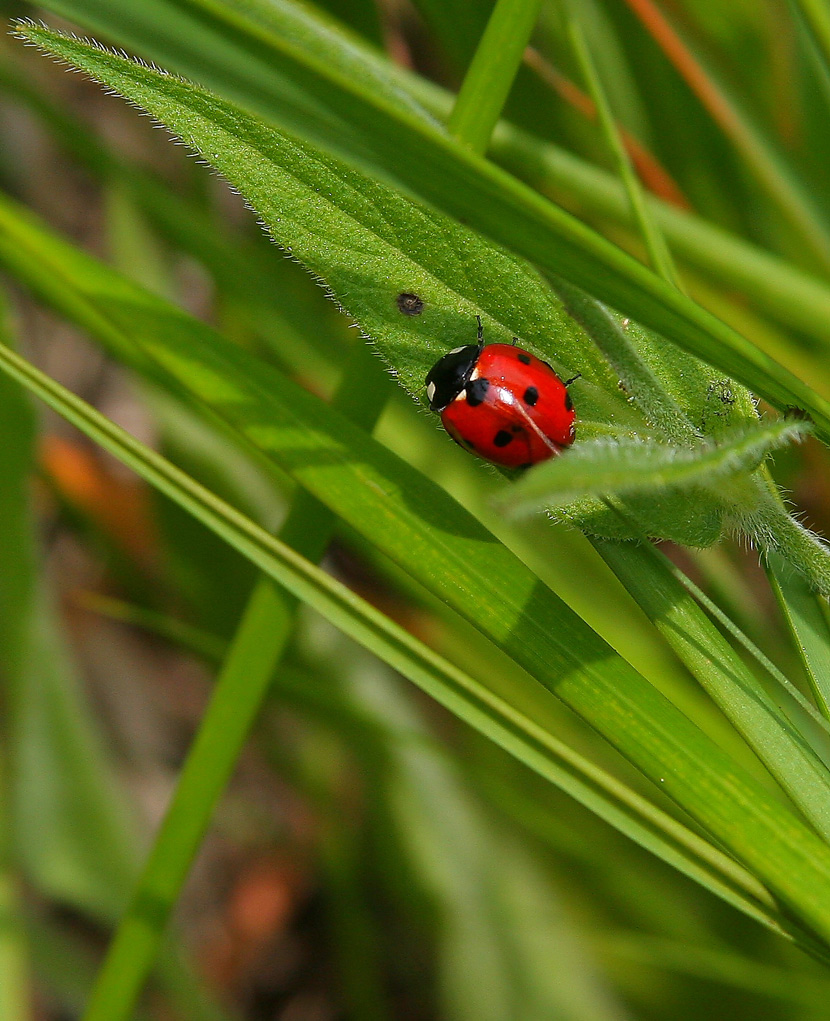 coccinella