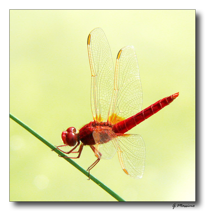 Red Dragonfly 4