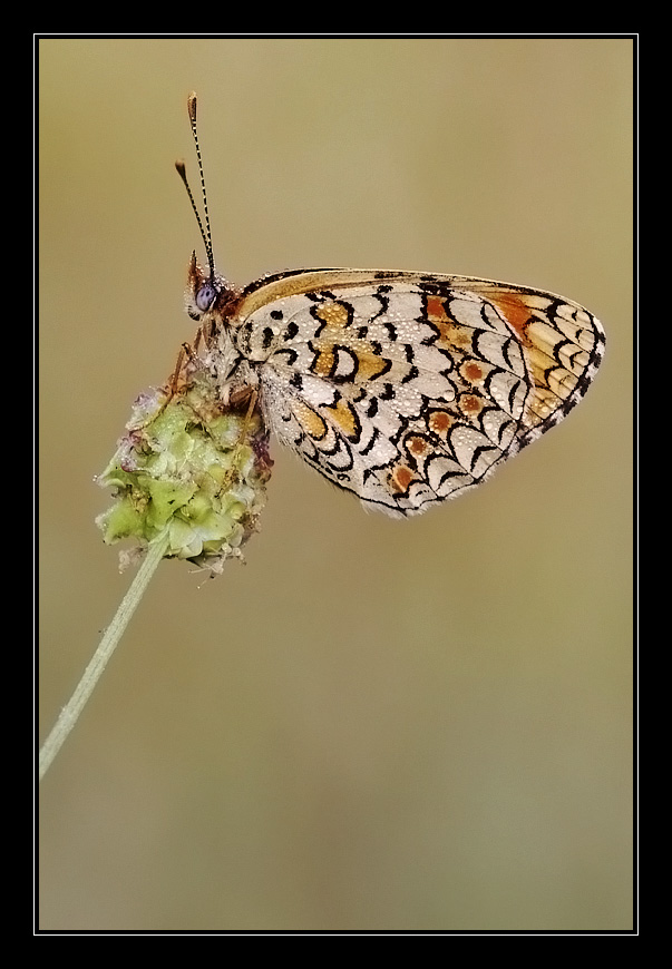 Melitaea cinxia