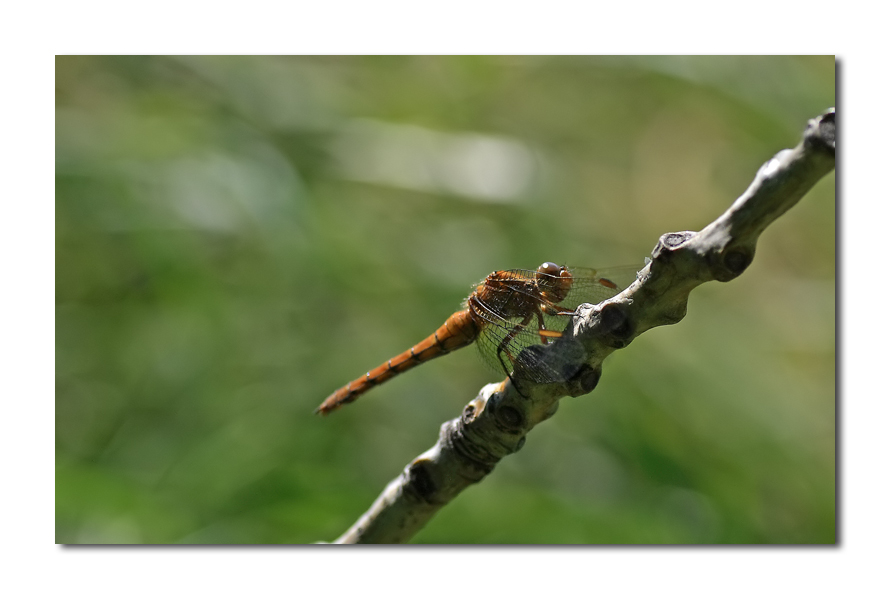 in mezzo alle raffiche...