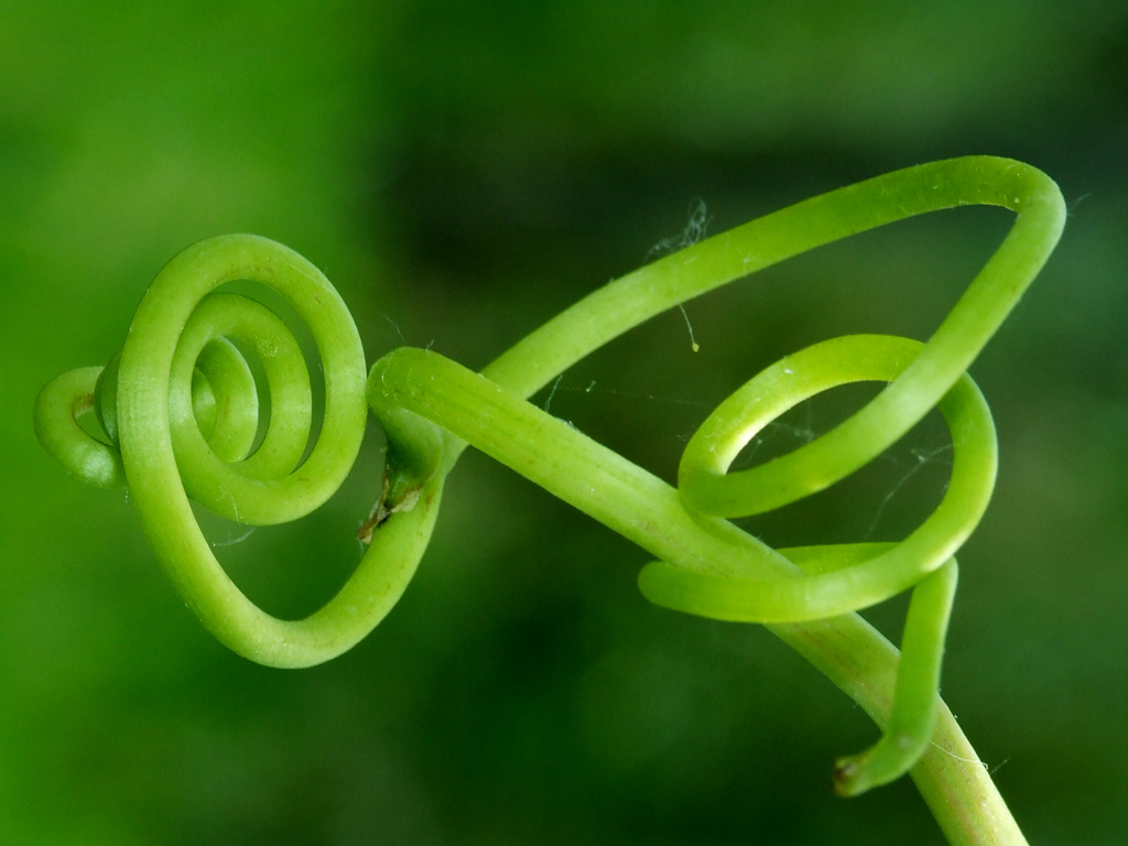 Ogni riccio un capriccio!