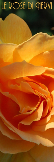 Rose di Nervi 1