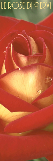 Rose di Nervi 2