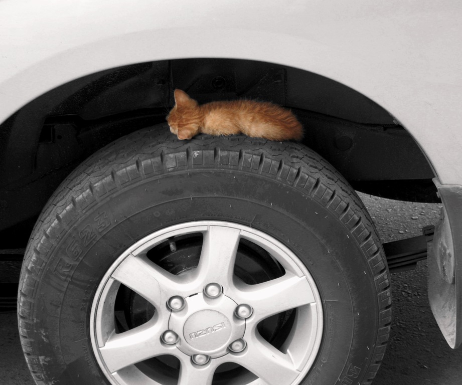 vagabondo thailandese