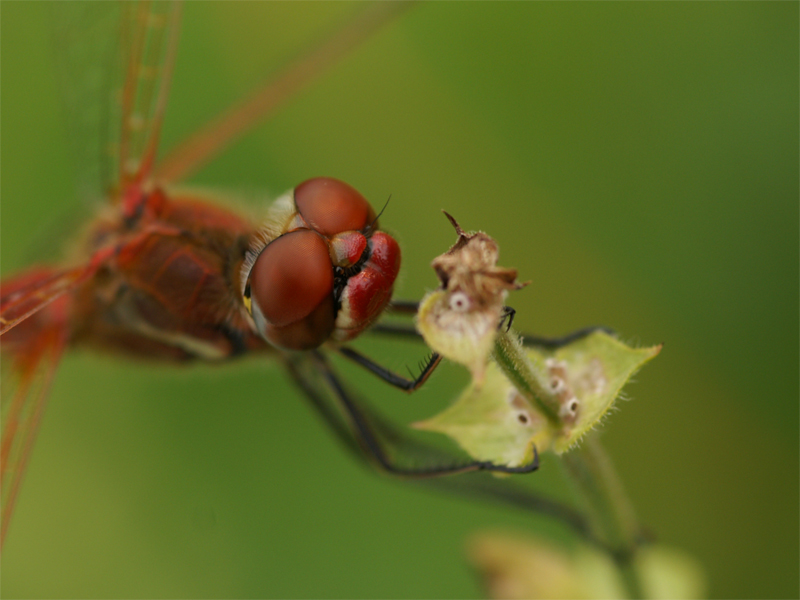 da bambini li chiamavamo Cirabeb�   (a Novara)