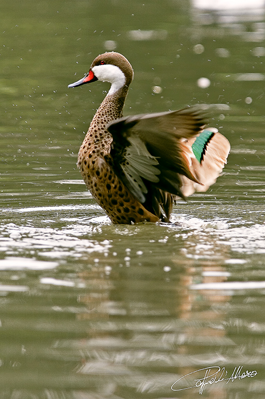 Sbatti sbatti sbatti!