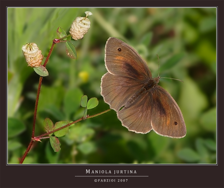 MANIOLA JURTINA......... DIFFICILE AVVICINARLA