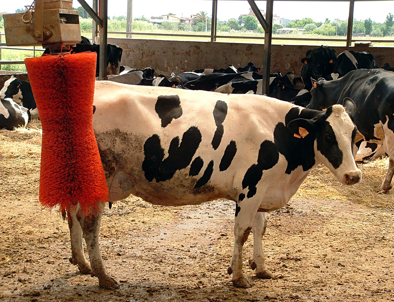 car wash.... no cow wash