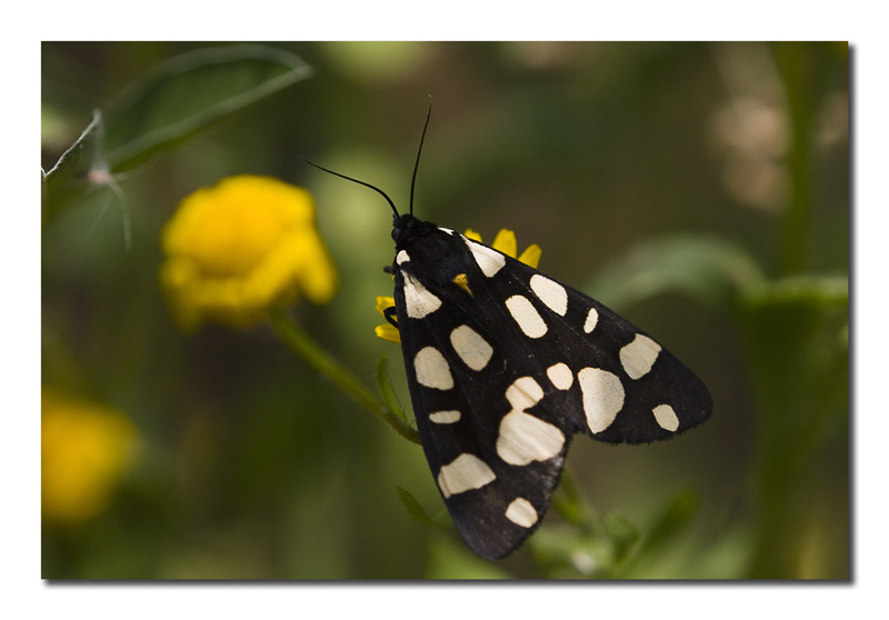 Pericallia matronula